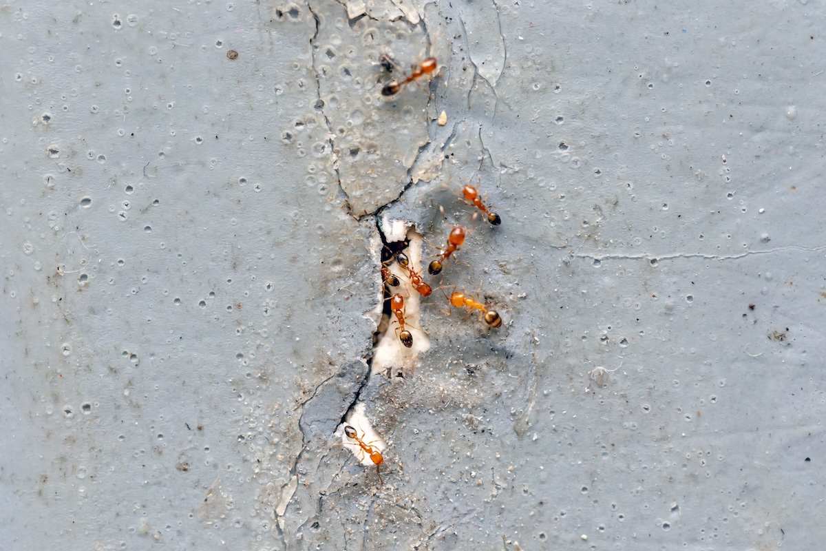 A group of fire ants is climbing on a cement wall.