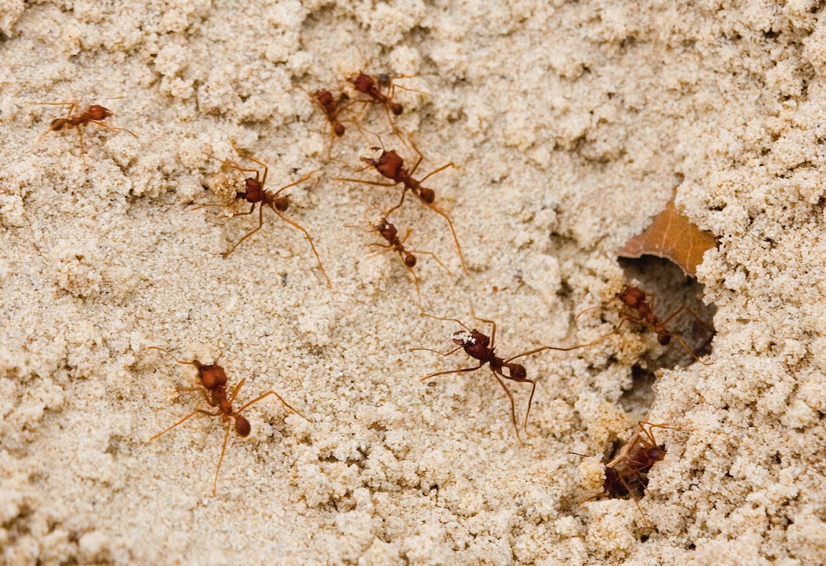 Fire ants are crawling in the sand.