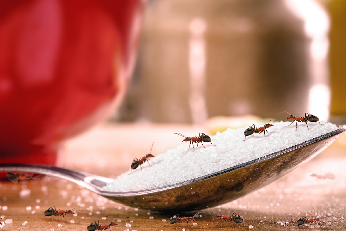 A group of fire ants is crawling on a spoon of pesticide granules.