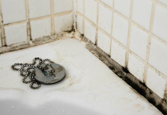 Cleaning and Preventing Black Mold in the Bathroom