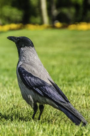 How to Get Rid of Crows in the Yard