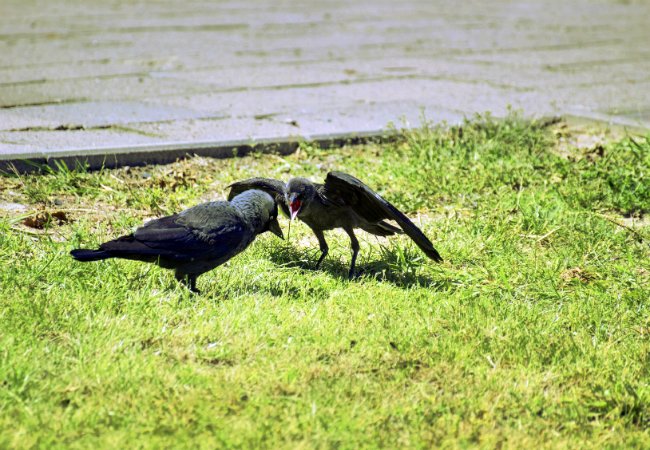 How To: Get Rid of Crows
