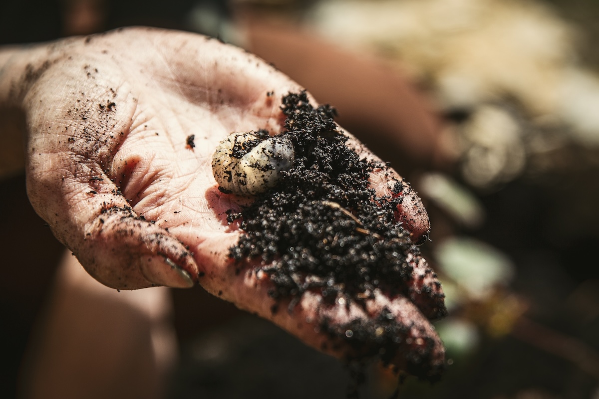 Woman holds a handful of soil with a chafer grub in the palm of her hand.