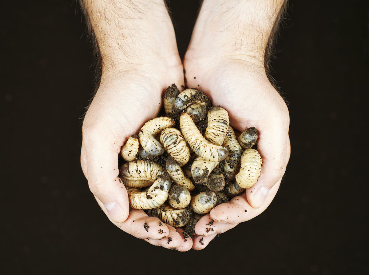 Two hands holding white curl grubs. They are beetle larvae.