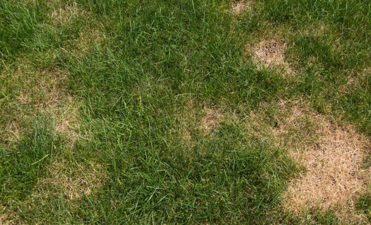 A green lawn has patches of brown grass.