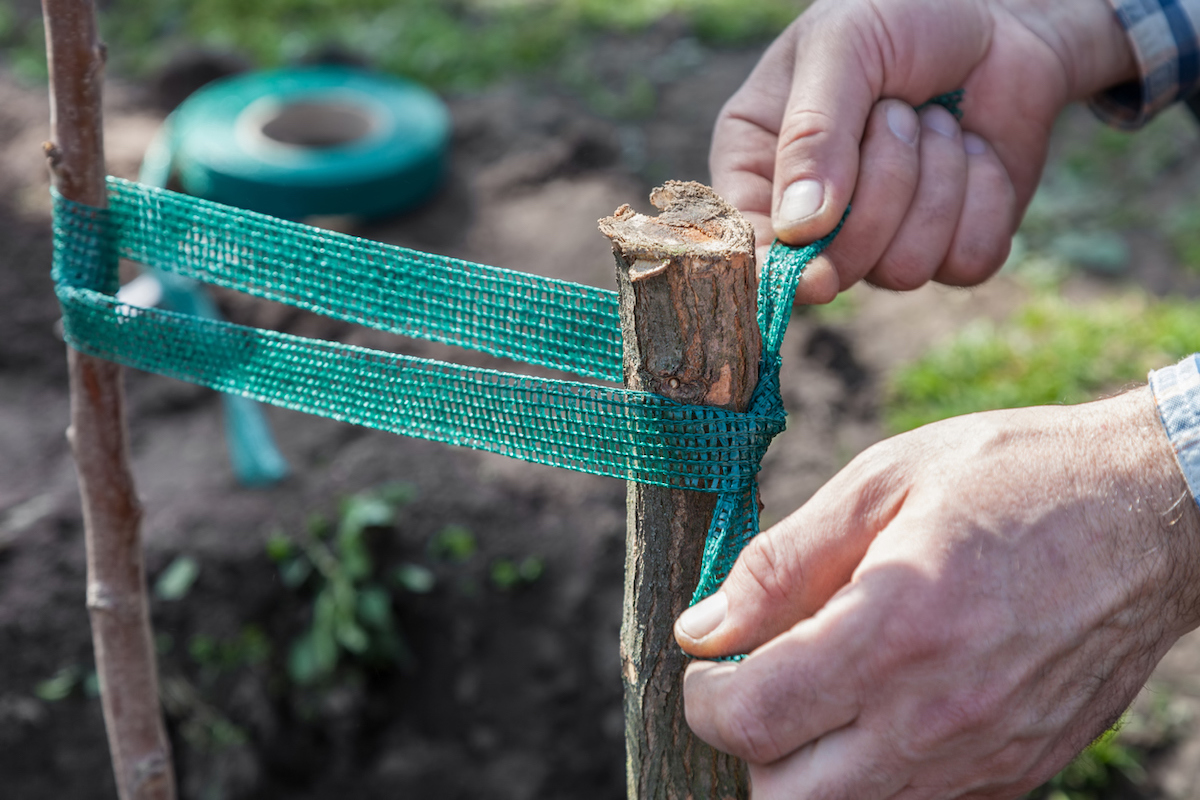 How to Stake a Tree the Right Way (So It'll Never Fall Over)