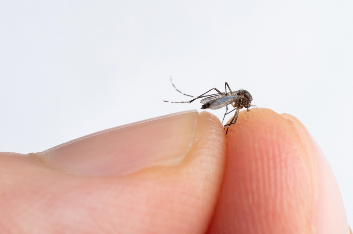 Close up of a person holding a mosquito between two fingers.