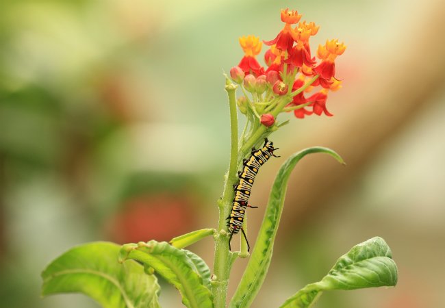 How to Get Rid of Caterpillars in the Garden