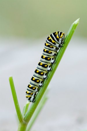 How to Get Rid of Caterpillars