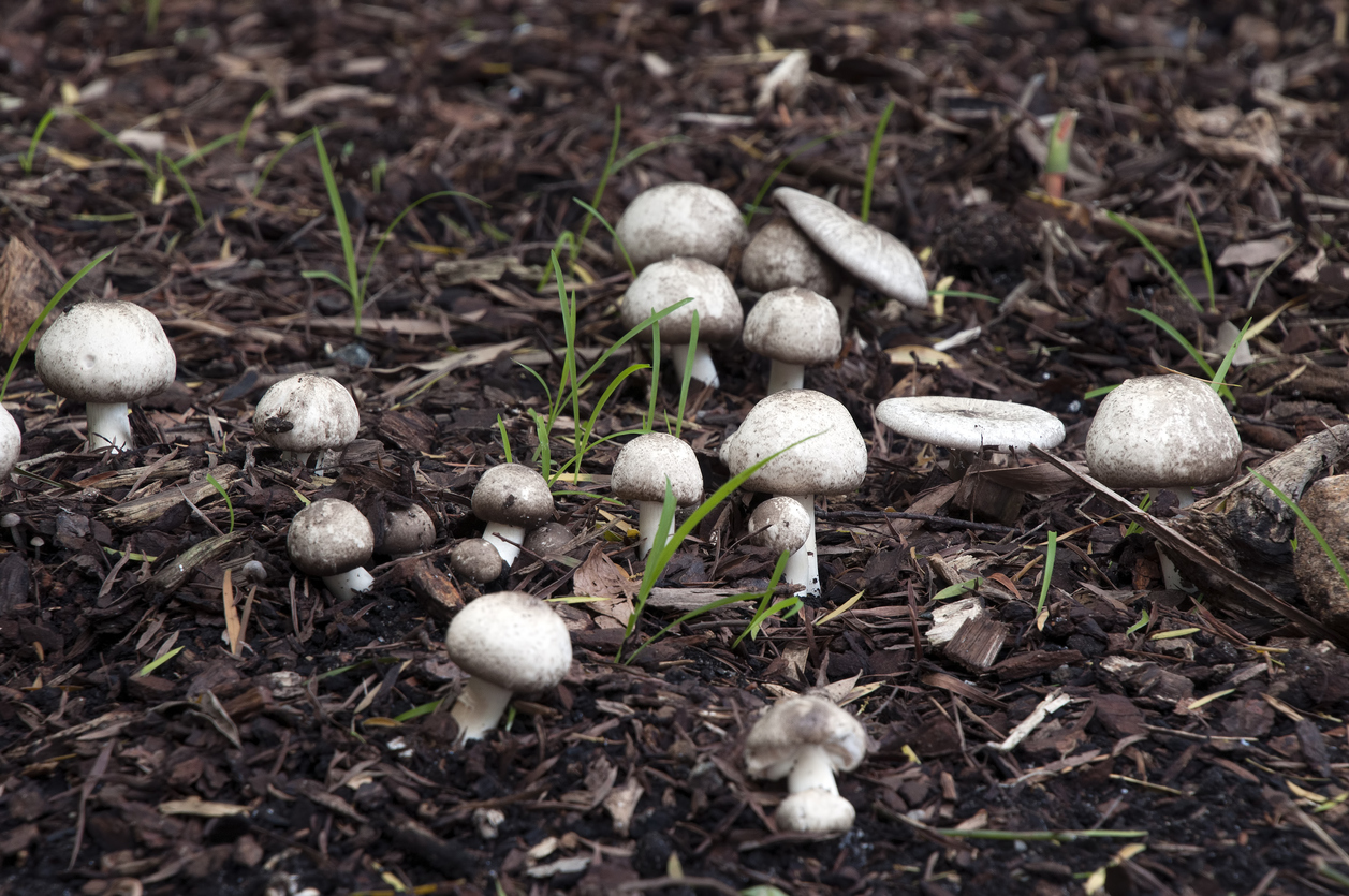 Mushrooms in the Lawn a Sign of Healthy Soil