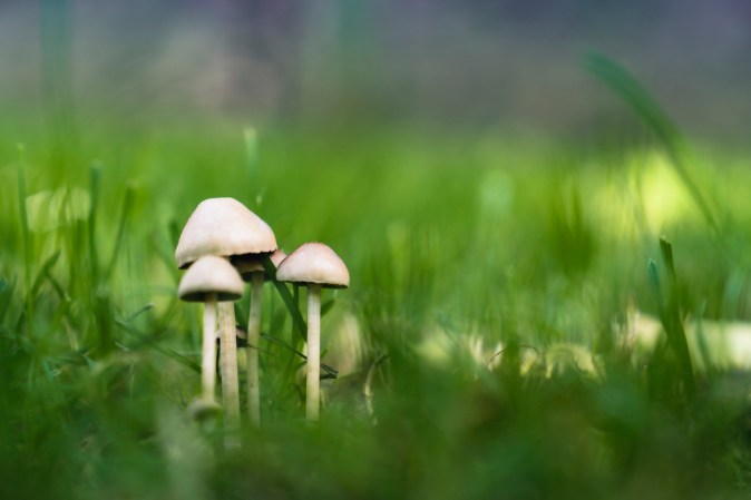 Solved! How to Get Rid of Mushrooms in the Lawn