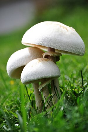 Mushrooms in the Lawn - Mushroom Growth