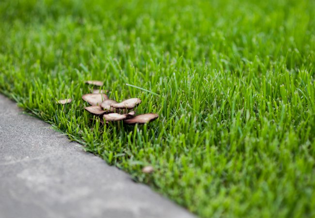 How to Get Rid of Mushrooms in Lawn: A Step-by-Step Guide - Bob Vila