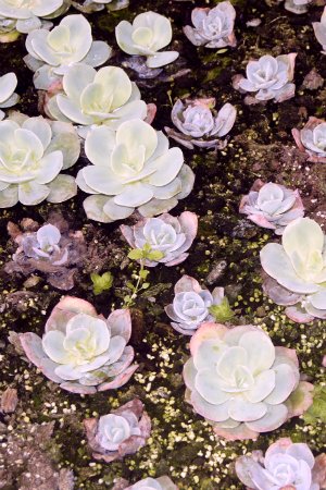 How to Propagate Succulents - Budding Succulents from Cuttings