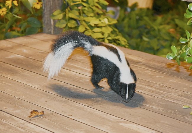 How to Get Rid of a Skunk - Pests on Your Patio