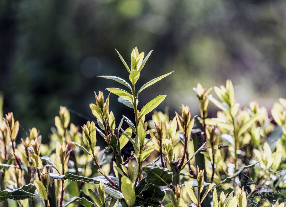 8 First Aid Supplies You Can Grow at Home Bob Vila