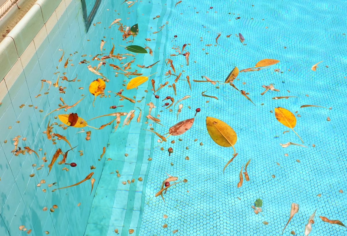 Colorful leaves floating in a swimming pool