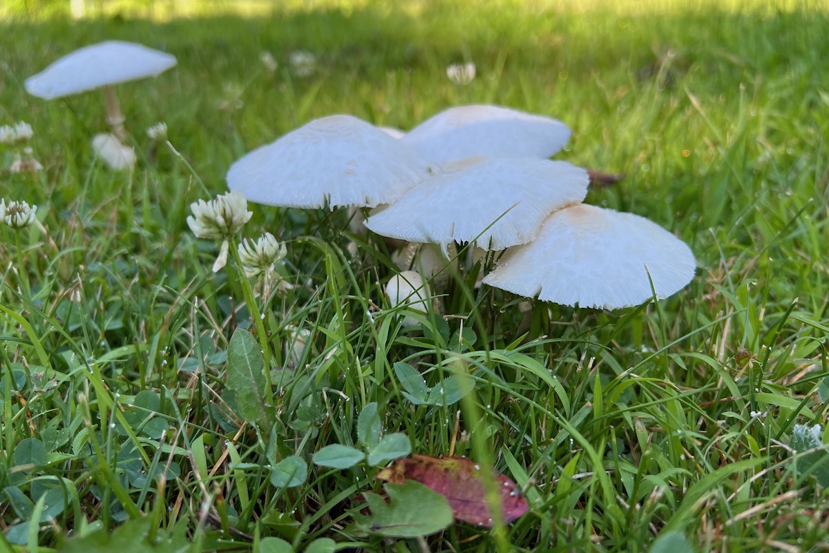 A cluster of mushrooms in a grassy green lawn.