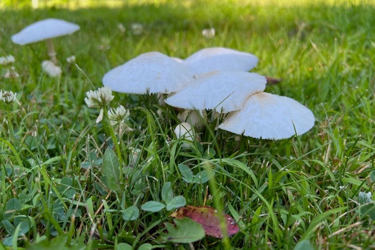 A cluster of mushrooms in a grassy green lawn.