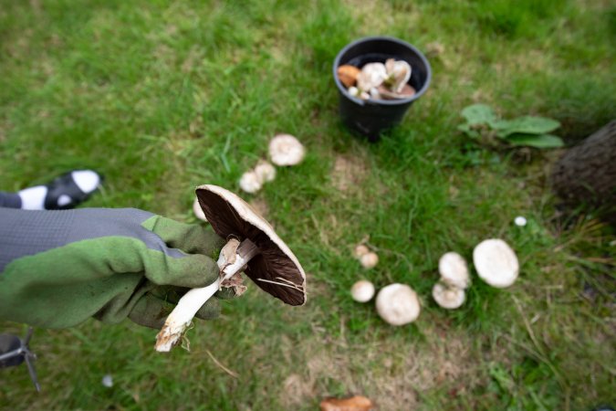 Person wearing gloves holds mushroom by stem in front of camera; mushrooms in lawn and bucket of pulled mushrooms in background.
