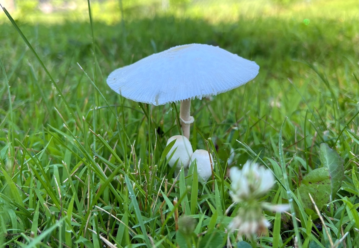 Single mushroom in a green, grassy lawn.