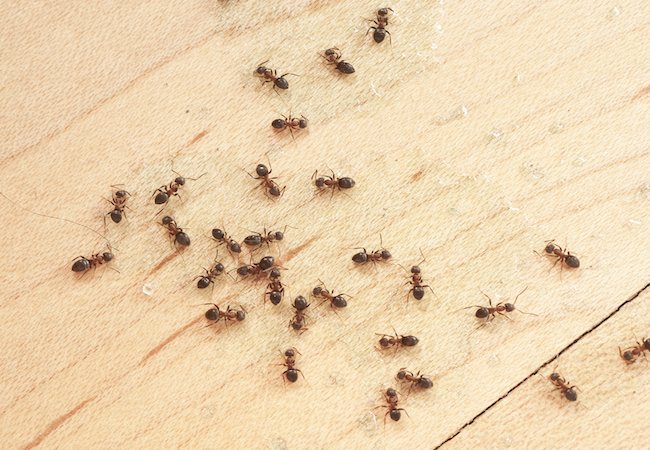 Solved! What to Do When You Find Ticks in the House