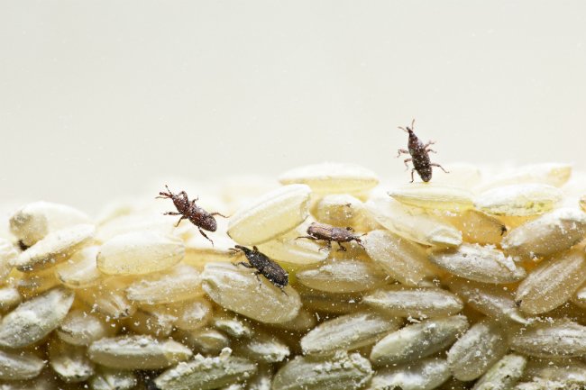 Weevils crawling in a tub of rice.