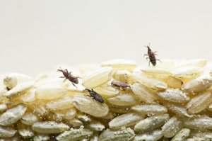 Weevils crawling in a tub of rice.