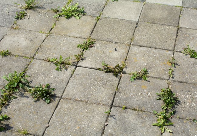 How to Make Weed Killer - to Clean Up Between Paver Cracks