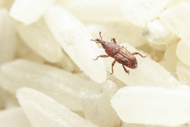 How to Get Rid of Weevils