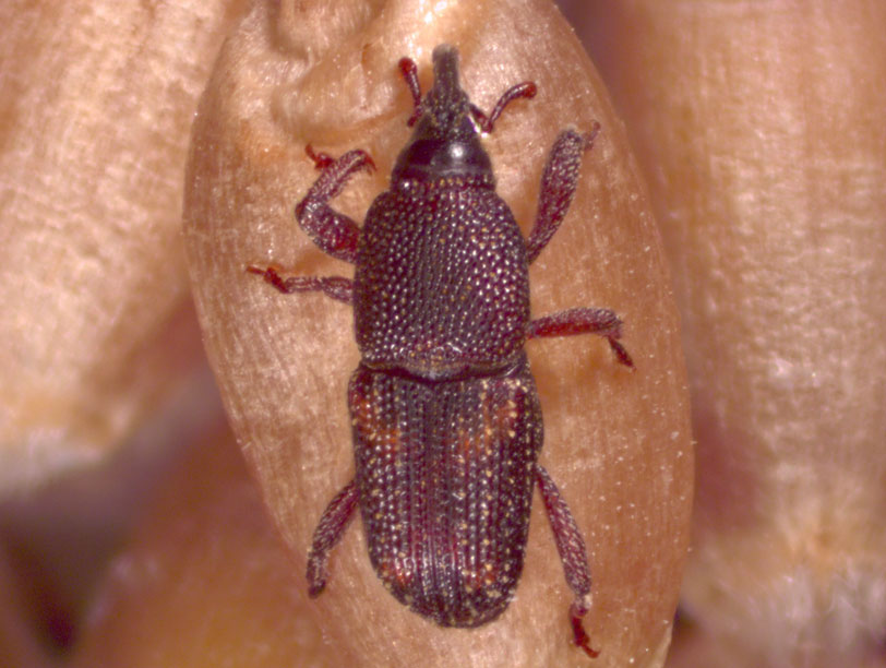 Maise weevil close up