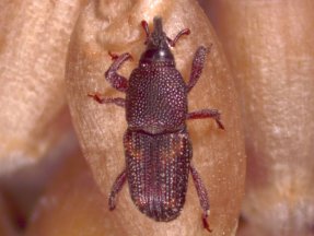A maise weevel on a small grain.