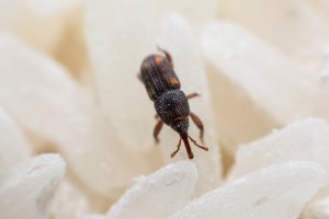 A small weevil insect on a grain of rice.