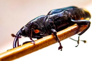 Granary weevil close up.
