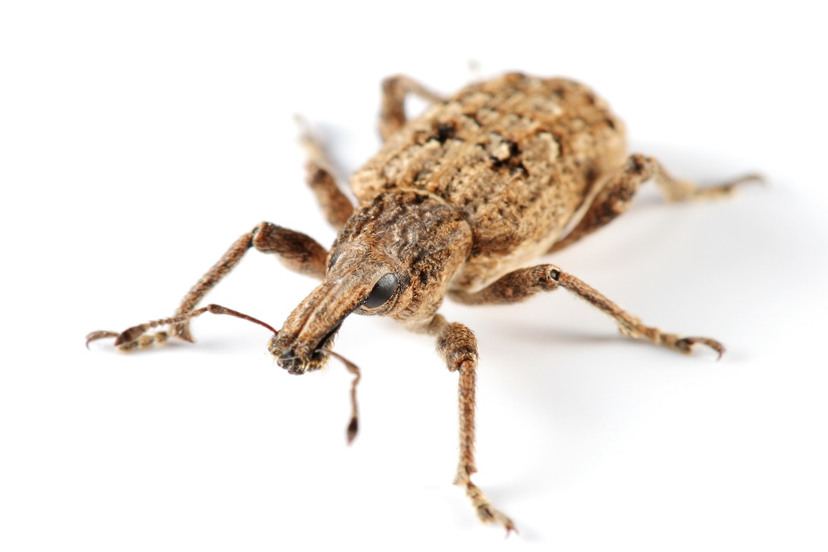 A close up image of a weevil on a white background.