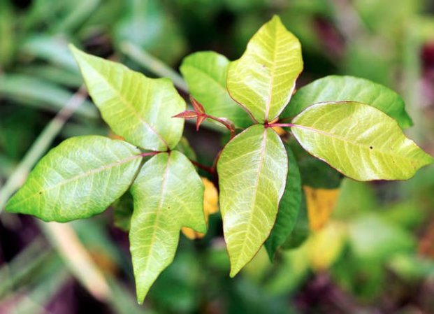 10 Ways Your Backyard Can Hurt You