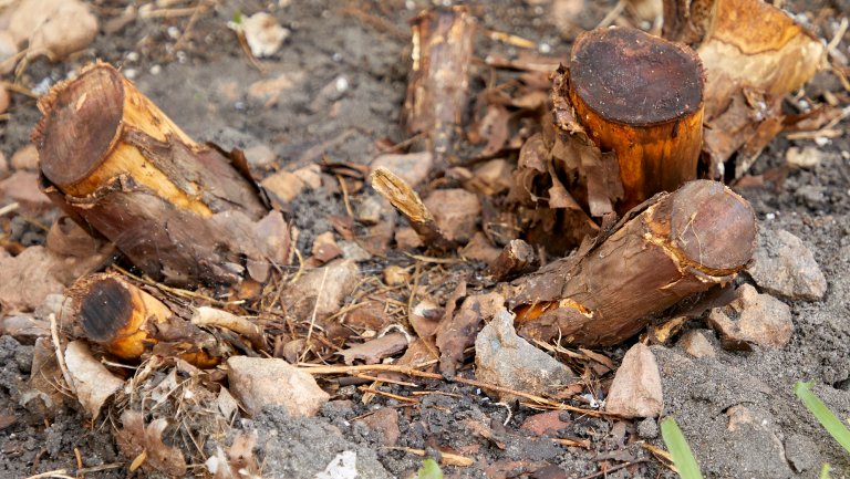 Close up of roots of a shrub that has been removed.