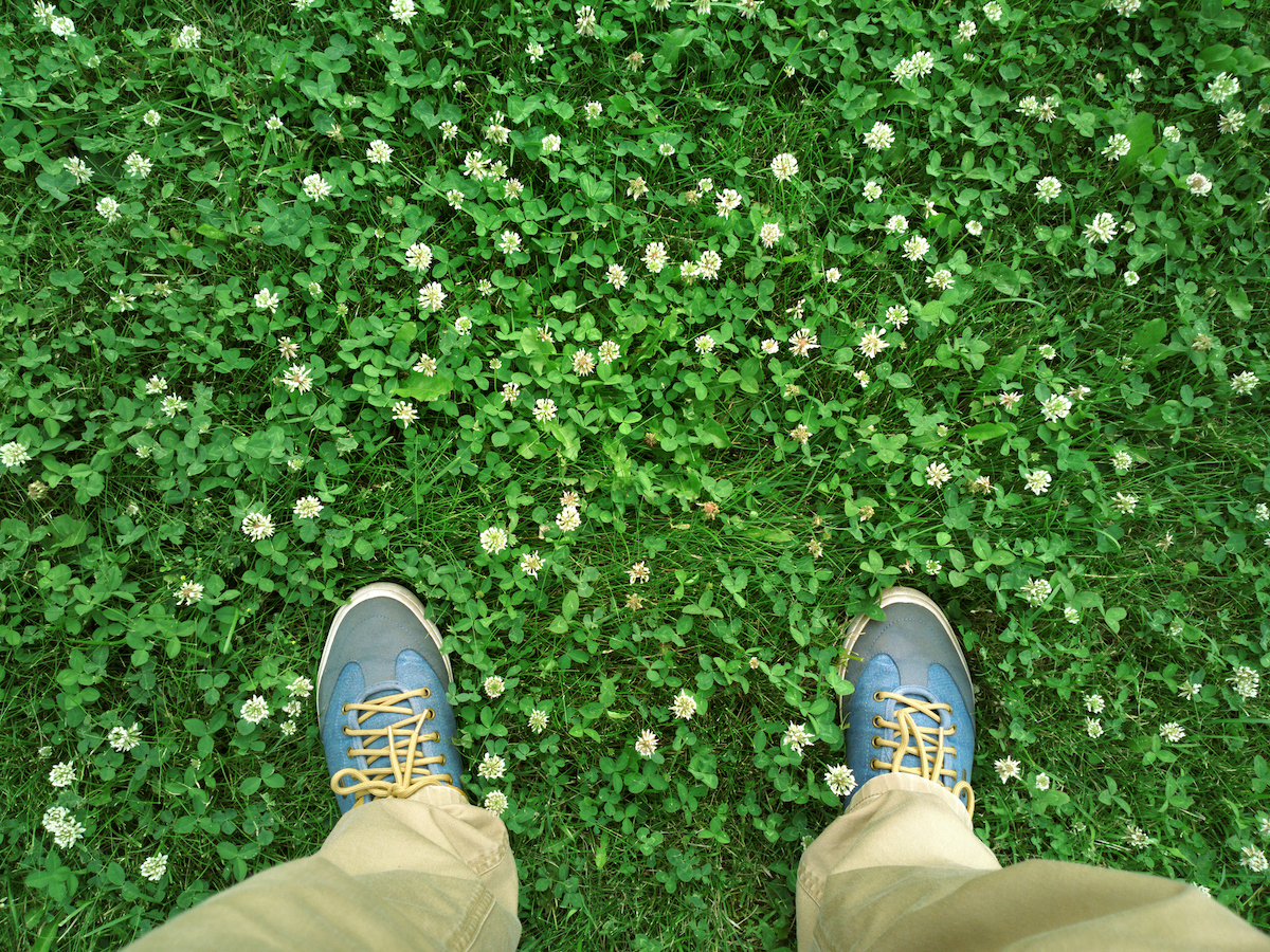 how to kill clover in lawn