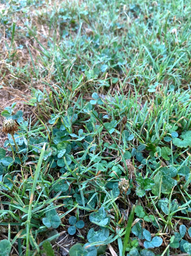 10 Methods for How to Get Rid of Clover Bob Vila
