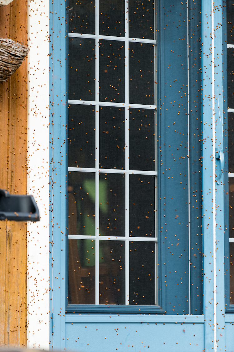 ladybug infestation outside home - how to get rid of ladybugs