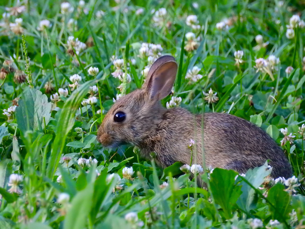 rabbit eating clover in yard