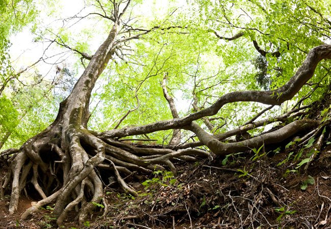 Bob Vila Radio: Is It OK to Cut Protruding Tree Roots?