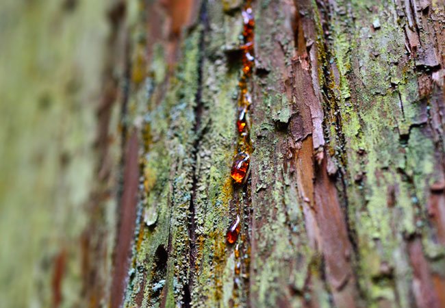 How to Remove Tree Sap