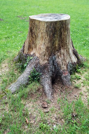How to Kill Tree Roots