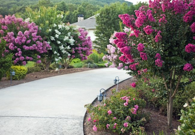 Soil Types - Sandy Soil is Good for Crepe Myrtle Trees