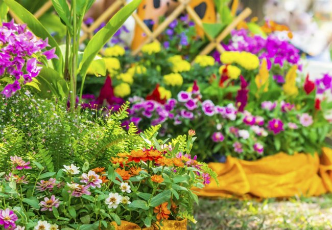 Soil Types - Loamy Soil is Good for Flowering Perennials