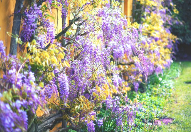 Soil Types - Clay Soil is Good for Wisteria