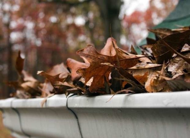 5 Pests That May Be Living in Your Gutters—And What You Can Do About It