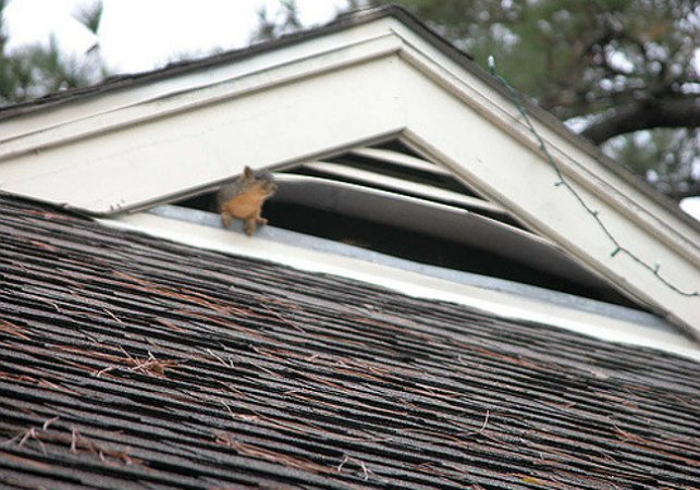Squirrel peeking out through an vent under an attic peak.