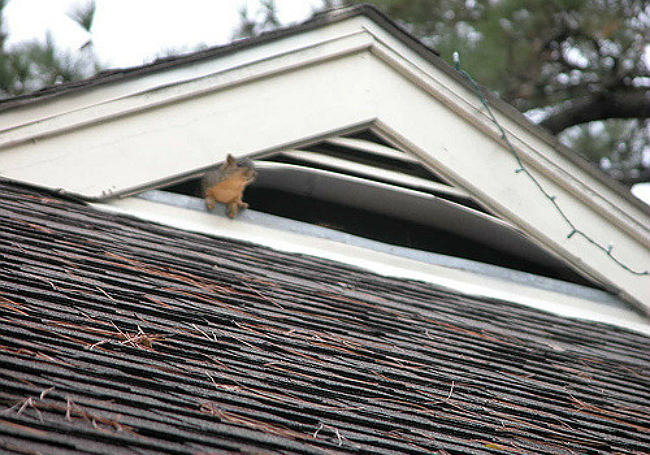 Squirrel peeking out through an vent under an attic peak.